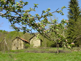 Vecchie case a Vara inferiore e un nespolo selvatico in fiore