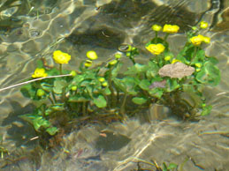 Suggestivo spettacolo dei fiori sommersi dall'acqua alle sorgenti del Secchia