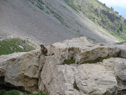 Una marmotta scendendo dal Mongioie (15 luglio 2004)