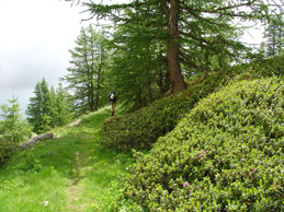 Rododendri e larici tra la Cima Bertrand e la Cima Missun - 30 giugno 2005