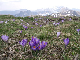 Ancora crochi fioriti in questa immagine dove i monti ancora innevati dell'Appennino Tosco Emialiano fanno da sfondo