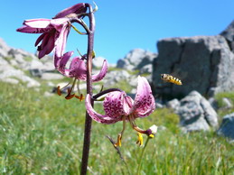 Un'ape si avvcina ai fiori del giglio martagone nato appena sotto la vetta dell'Aiona.