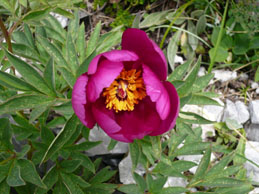 Il fiore della peonia, piuttosto raro da incontrare e che qui sul Toraggio abbiamo potuto ammirare numeroso