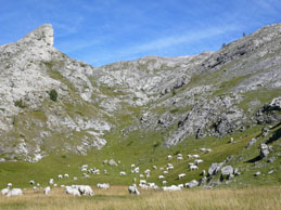 Mucche dirette verso valle, in prossimità di Celle di Carnino - 5 settembre 2009